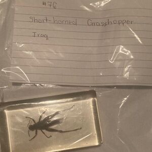 Short- horned grasshopper- Iraq